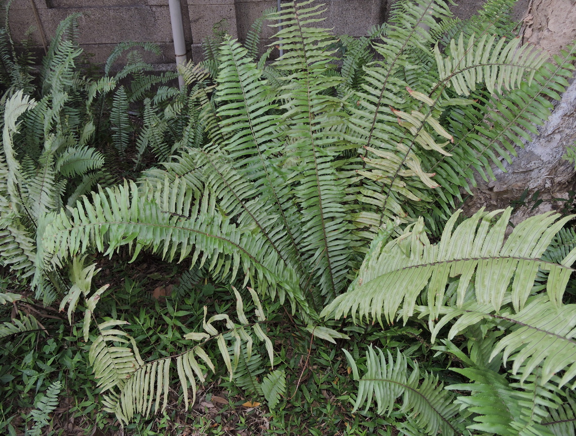 瓦磘溝畔的原生植物-毛葉腎蕨