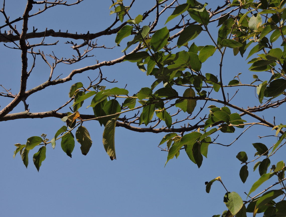 瓦磘溝畔的原生植物-九芎
