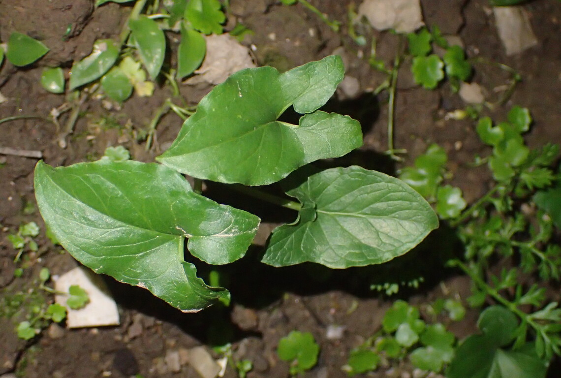 瓦磘溝畔的原生植物-土半夏