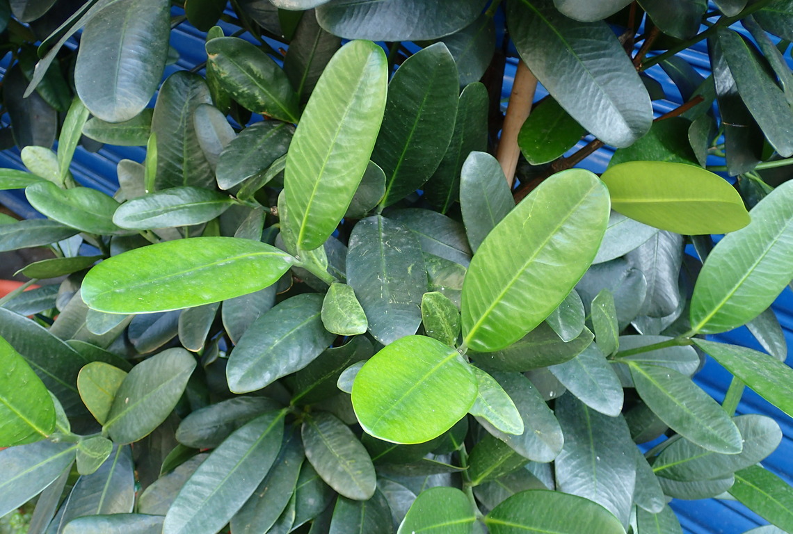 跟瓦磘溝畔的原生植物-福木有關的相片,共2張