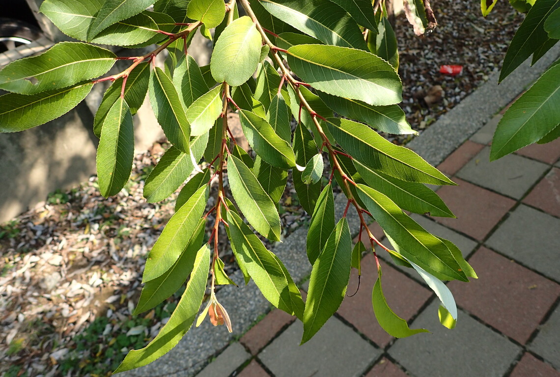 瓦磘溝畔的原生植物-水柳