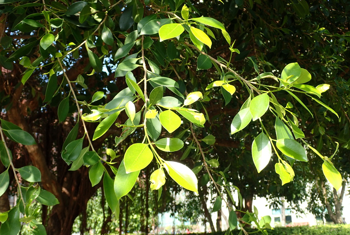 瓦磘溝畔的原生植物-榕樹