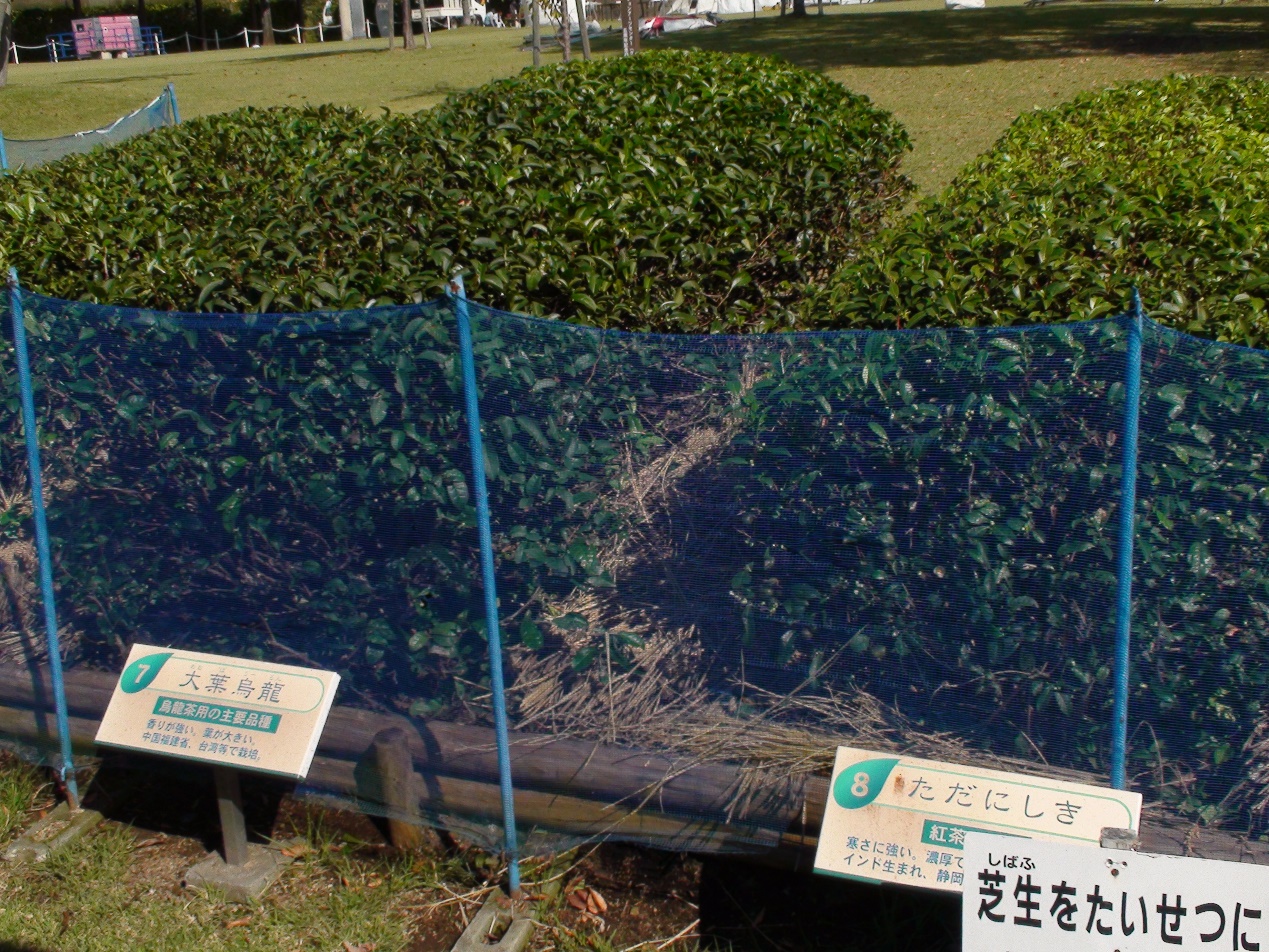 臺灣四大名欉之一-大葉烏龍在日本 (2010.10.29)