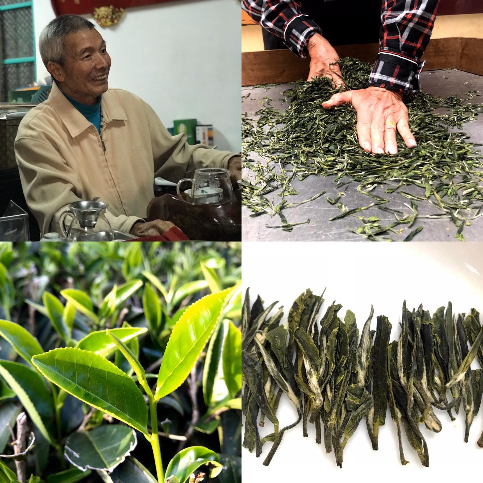 訪視三峽茶葉界耆老-黃文雄先生手工製作龍井茶