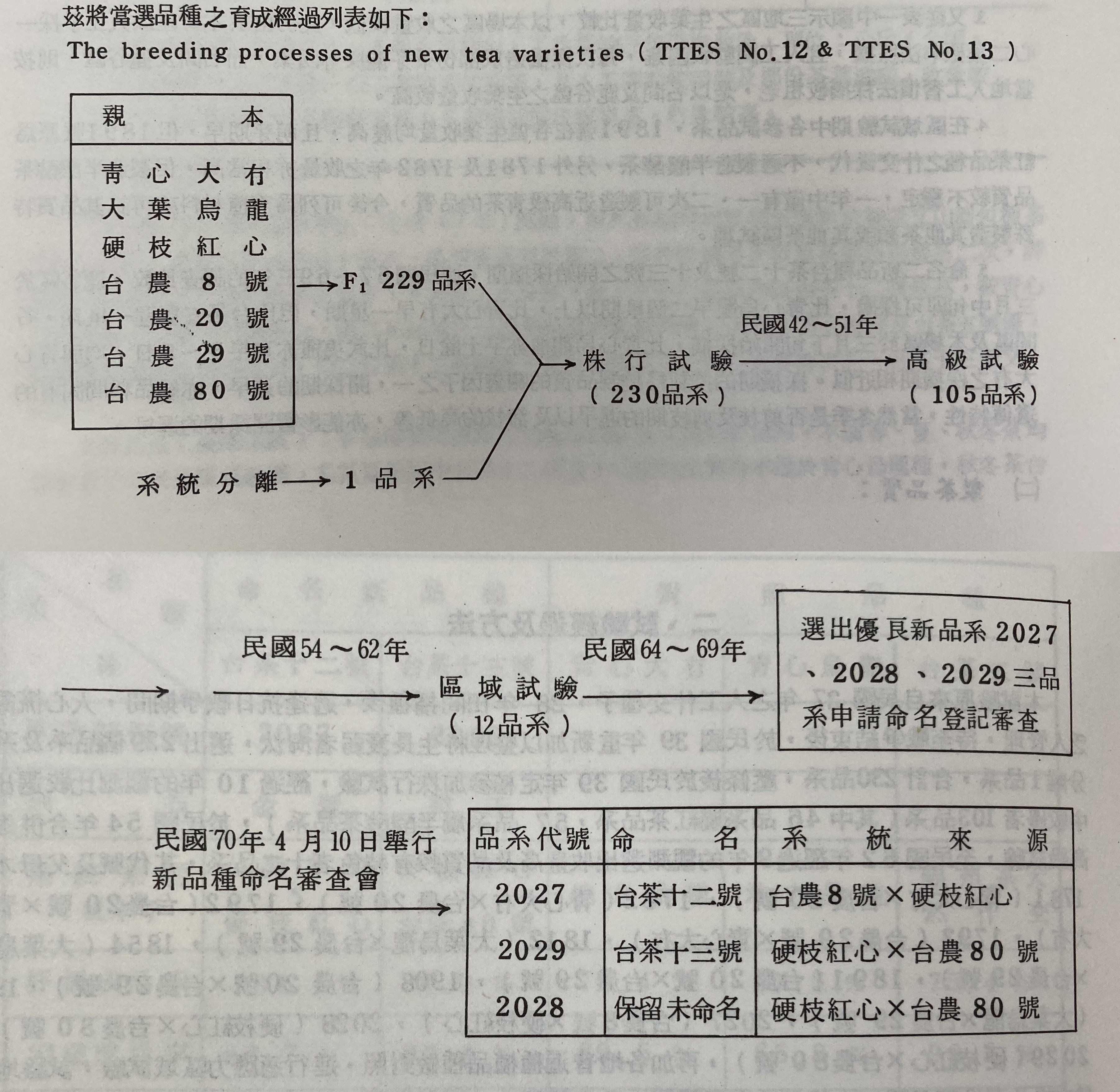 七十年度命名茶樹新品種試驗報告-試驗經過與方法