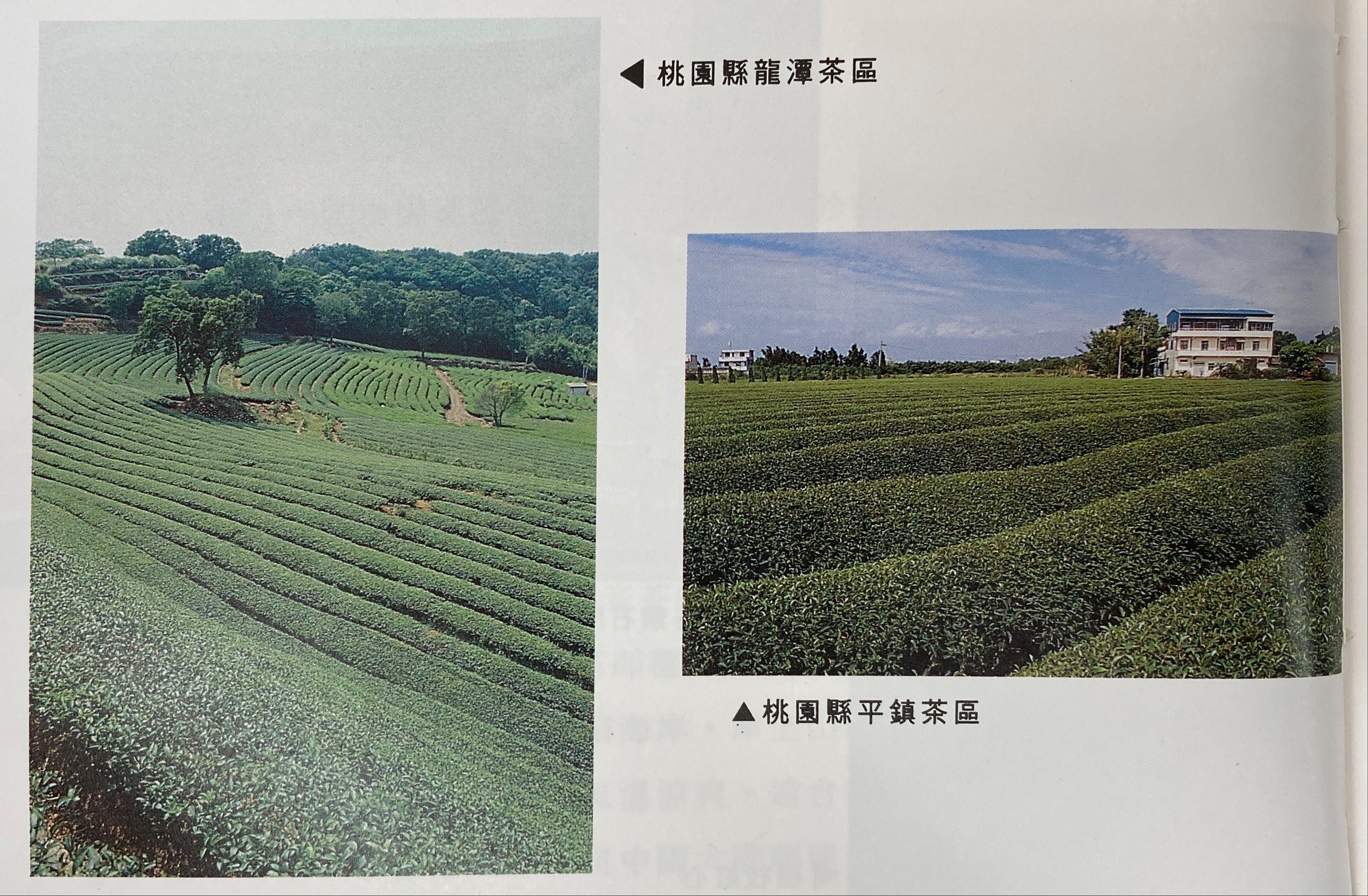 跟臺灣各地區茶葉特色-臺灣省政府主席李登輝命名-桃園市龍潭區龍泉茶有關的相片,共2張