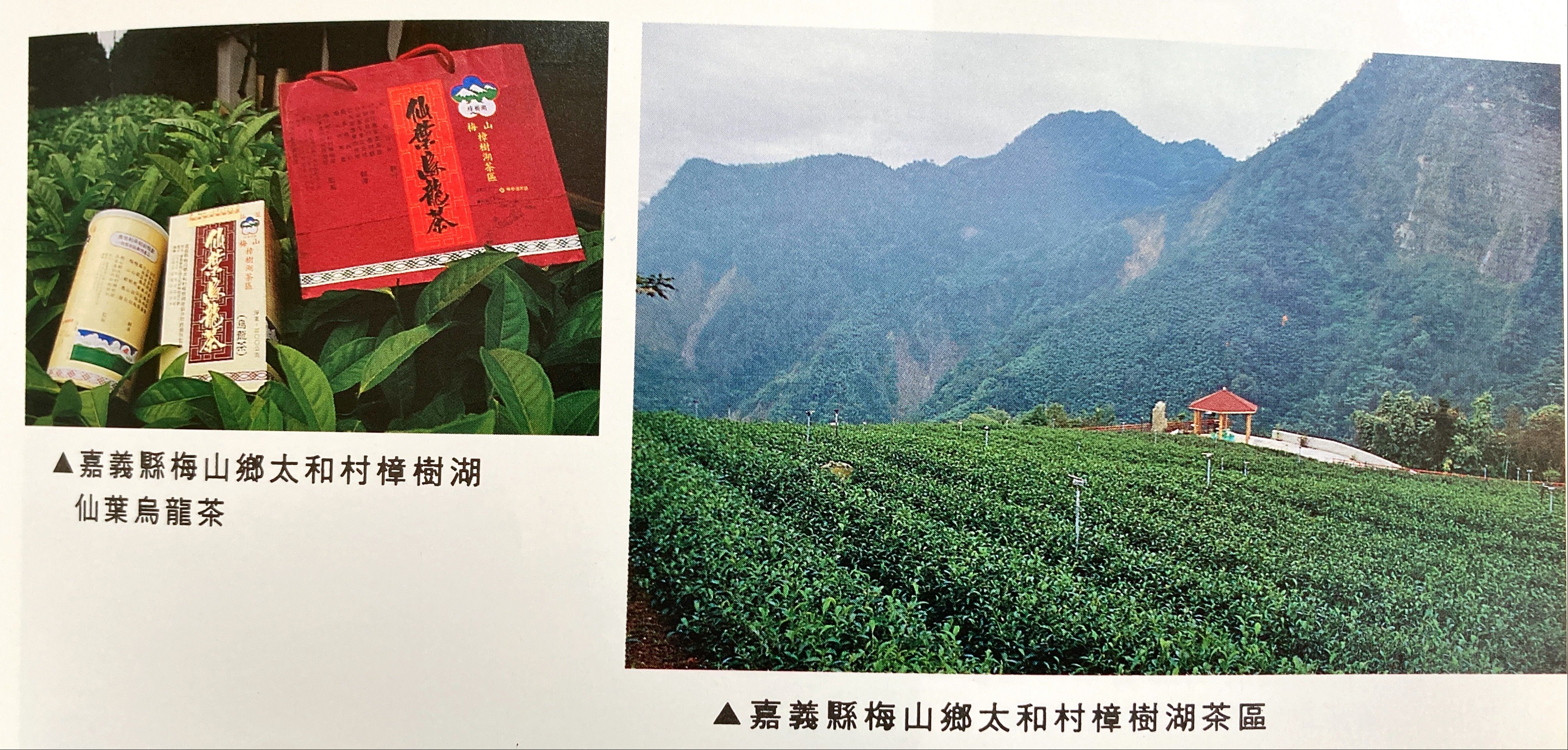 臺灣各地區茶葉特色-嘉義縣樟樹湖仙葉烏龍茶