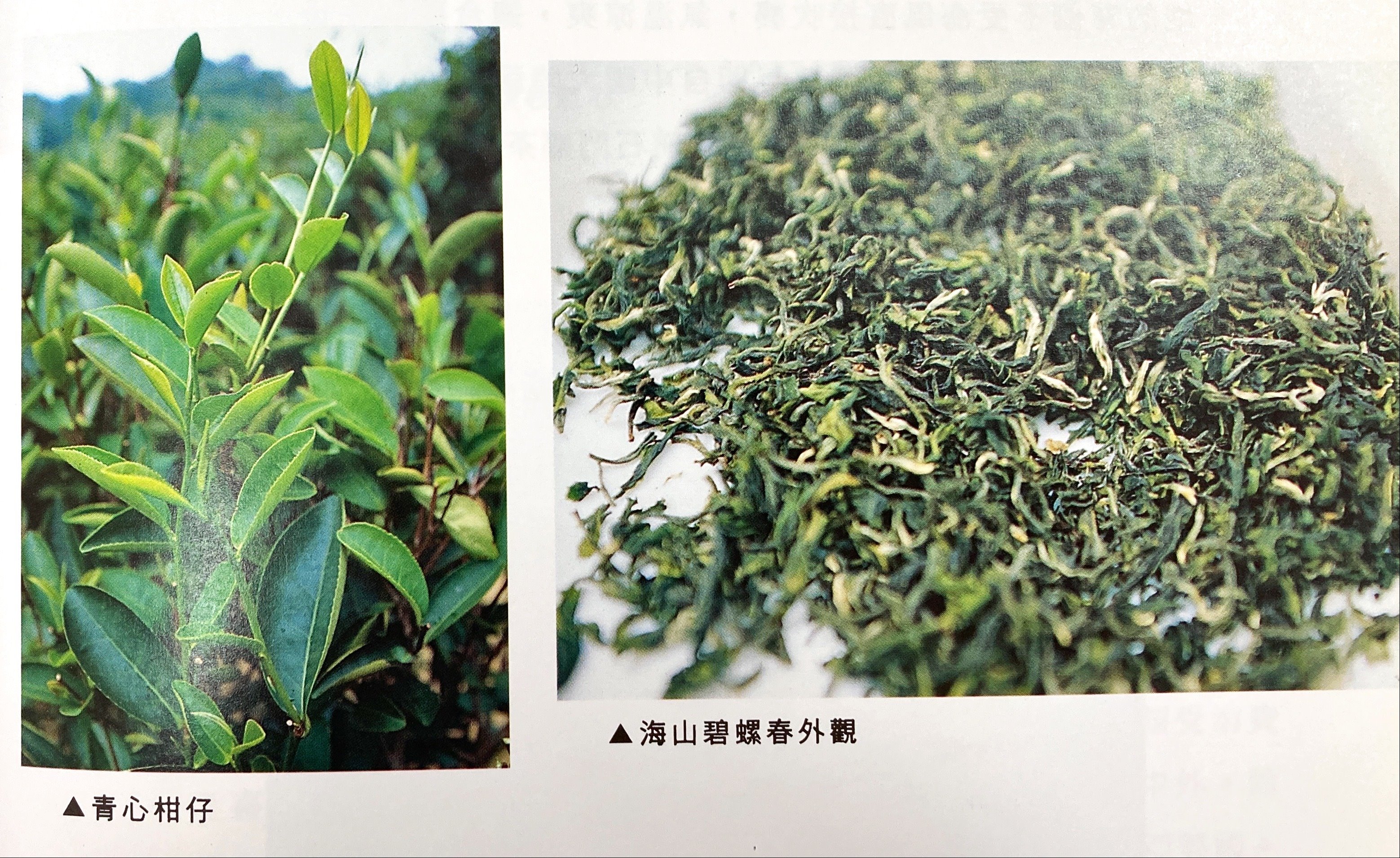 跟臺灣各地區茶葉特色-新北縣長尤清命名-新北市三峽海山茶有關的相片,第1張