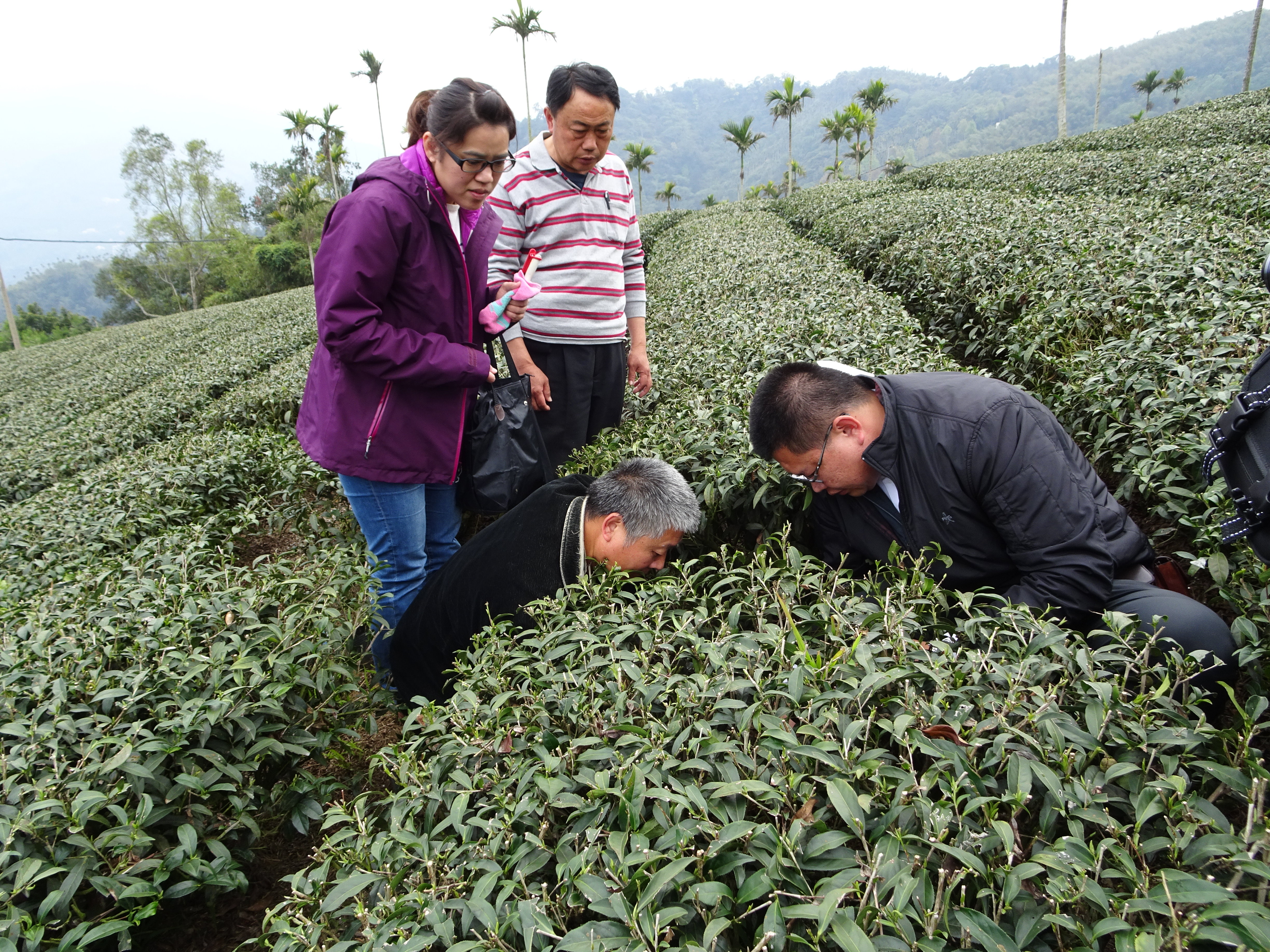 2018年(民國107年)嘉義縣梅山地區茶及飲料作物產製技術諮詢會議-茶園現場勘查