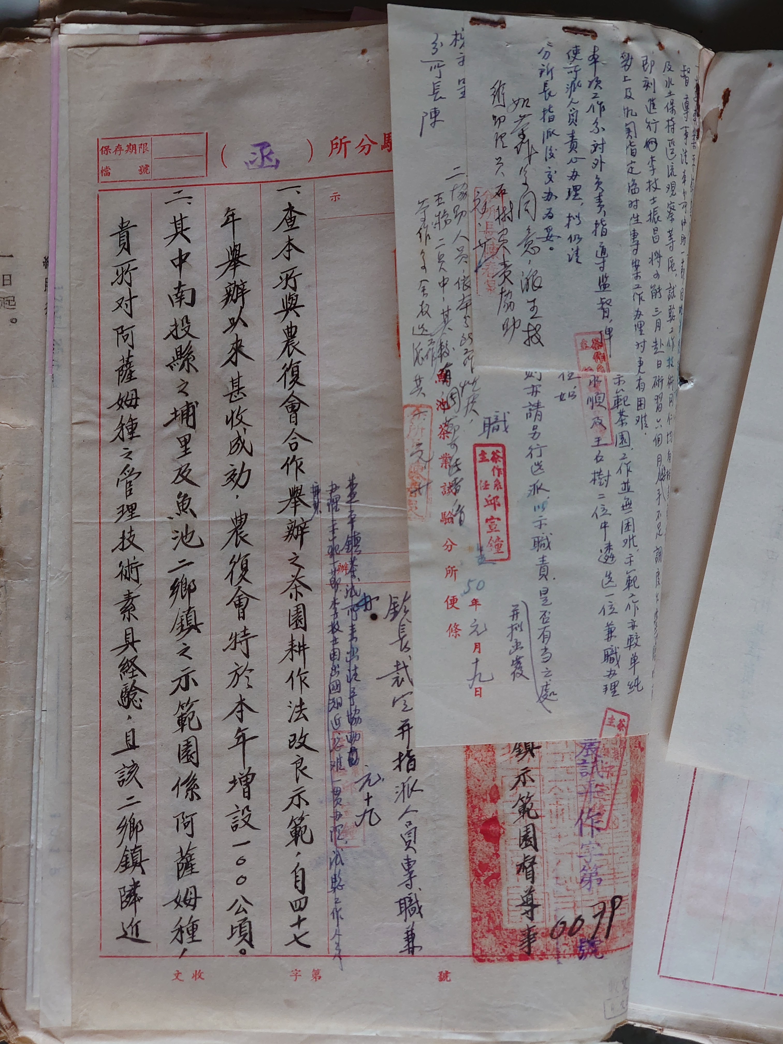 跟1961年(民國50年)平鎮茶業試驗分所商請魚池分所支援人力督導茶園耕作改良示範園有關的相片,共2張