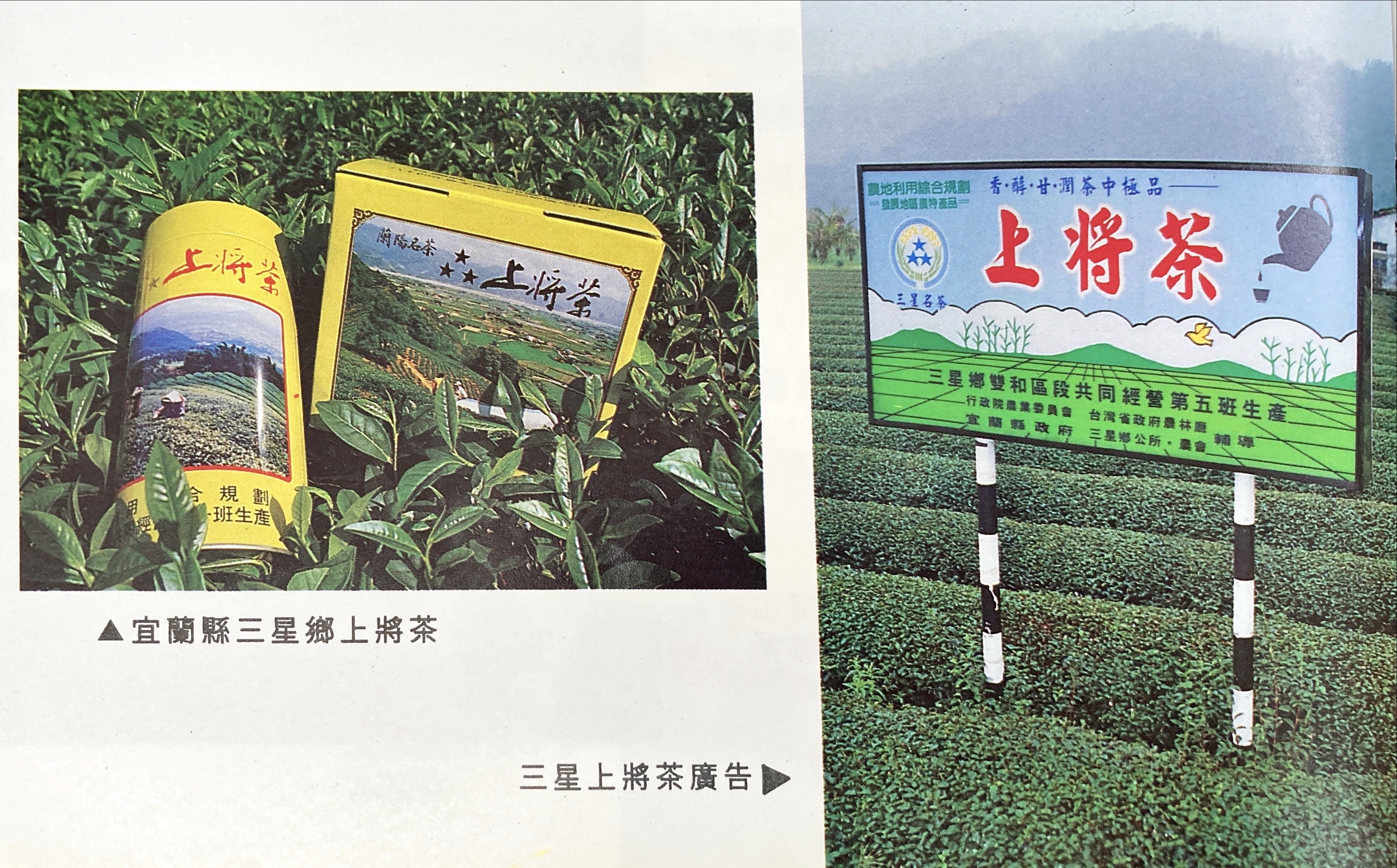 臺灣各地區茶葉特色-宜蘭縣三星鄉上將茶