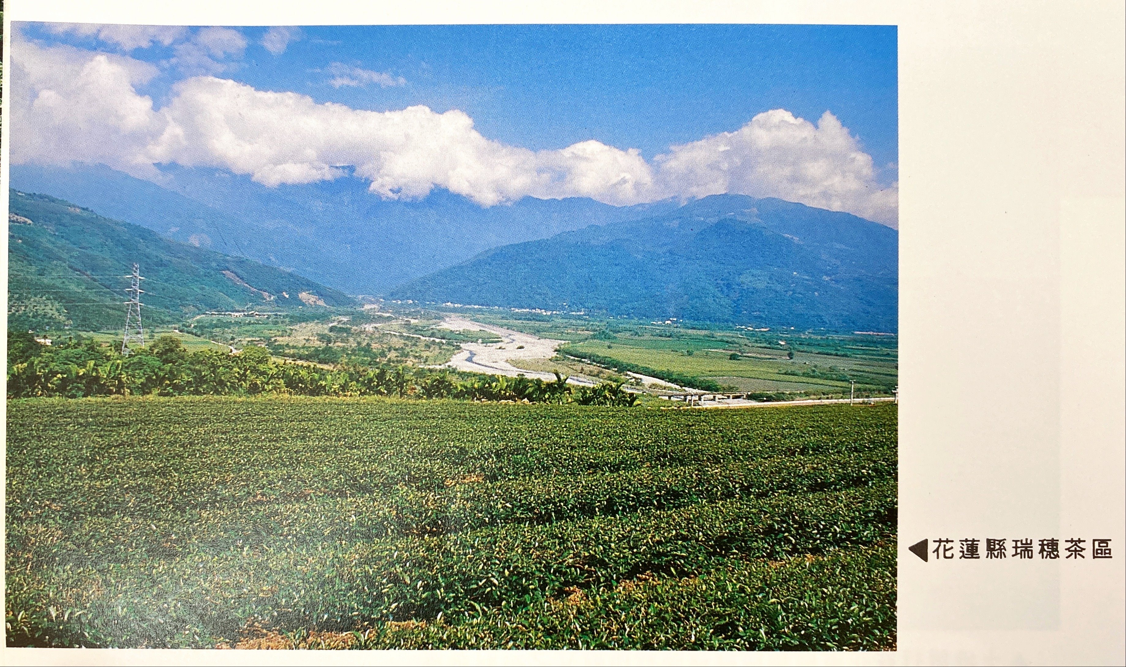 跟臺灣各地區茶葉特色-行政院農發會主委李崇道命名-花蓮縣天鶴茶有關的相片,第1張