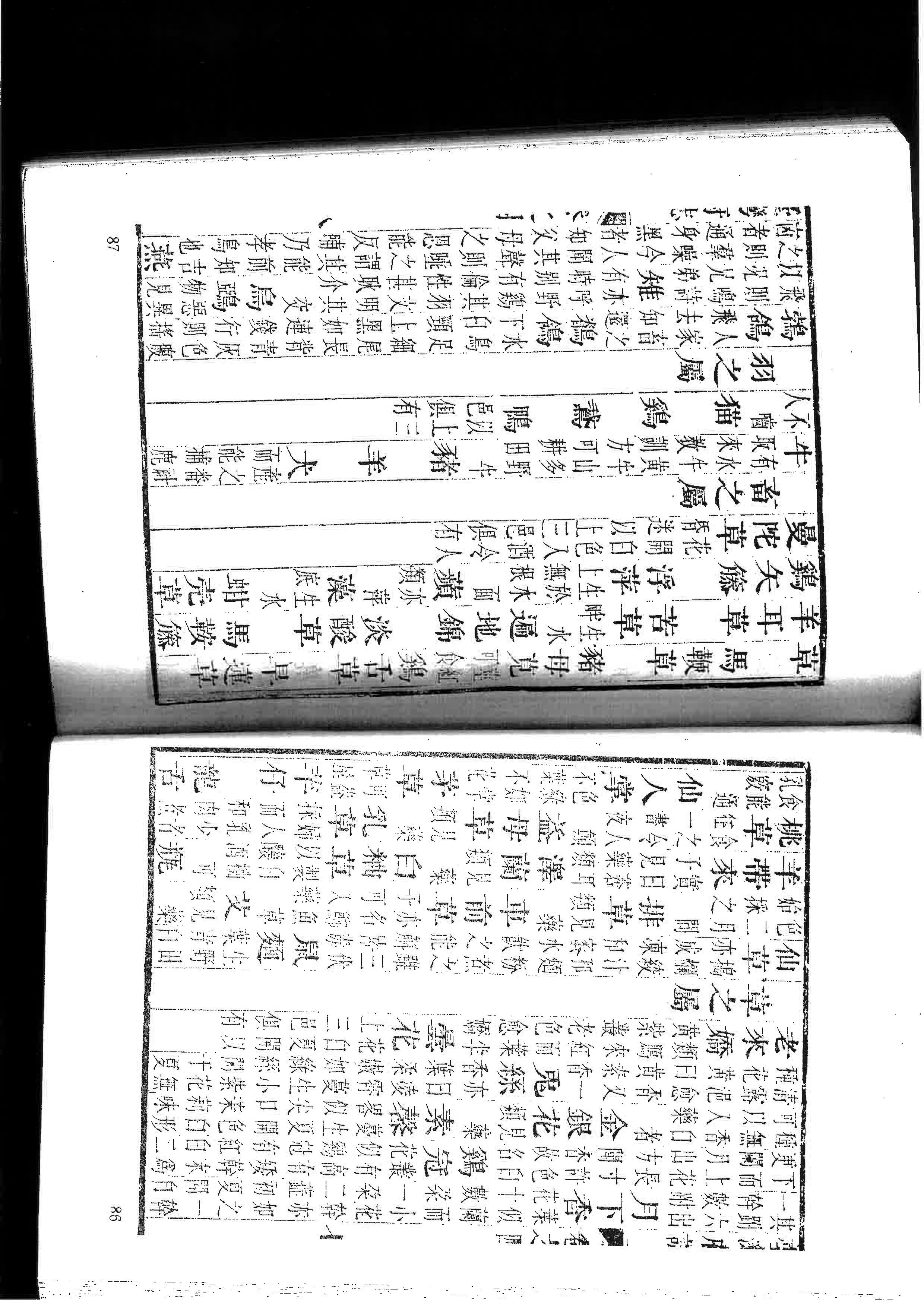 金銀花 文化部國家文化記憶庫