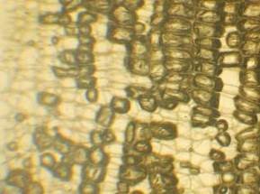 跟蓪草紙細胞形狀有關的相片,共2張