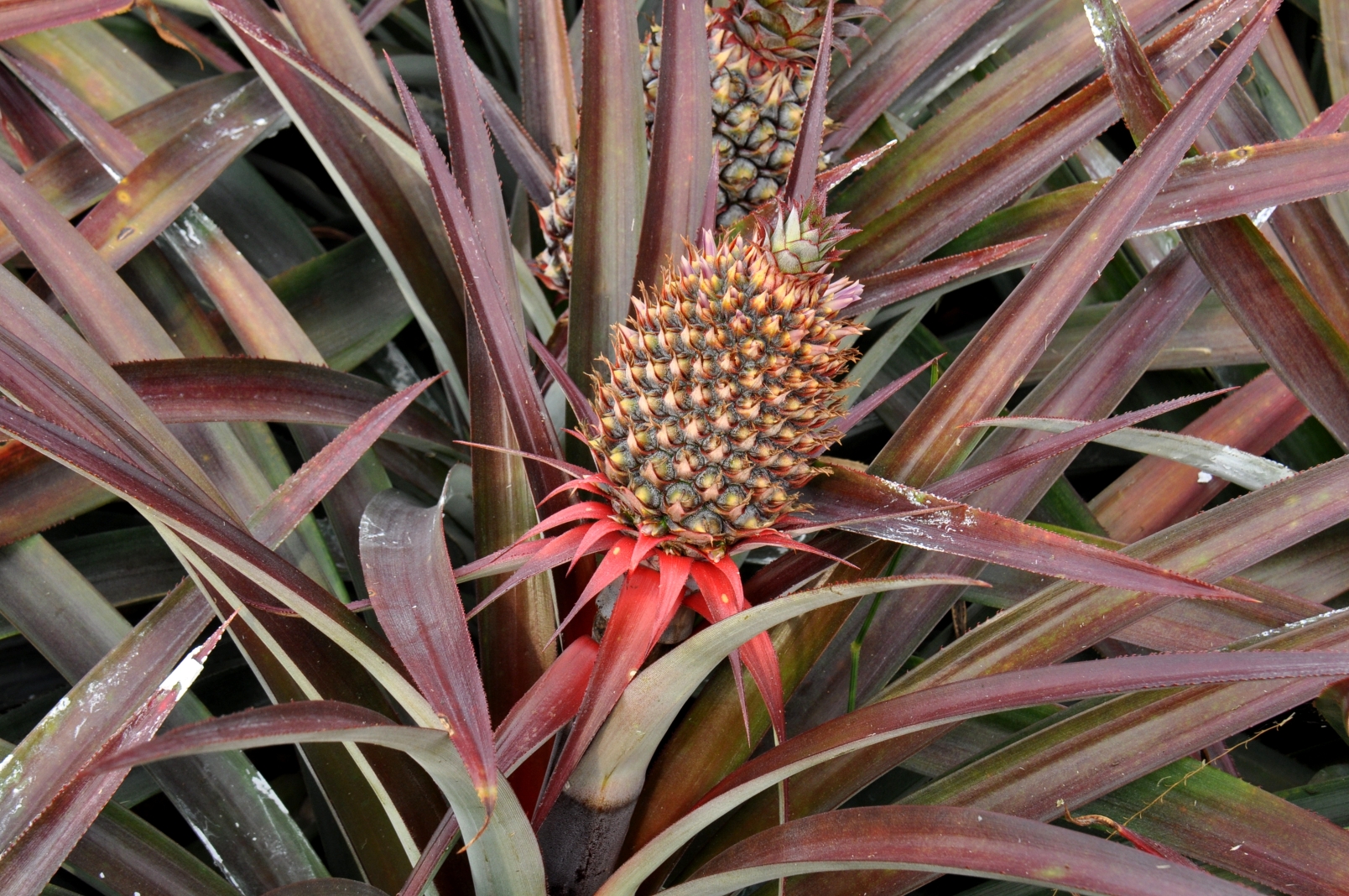 關廟區東勢社區發展協會4-4 傳遞幸福的酸甜滋味─鳳梨饅頭/社造成果3