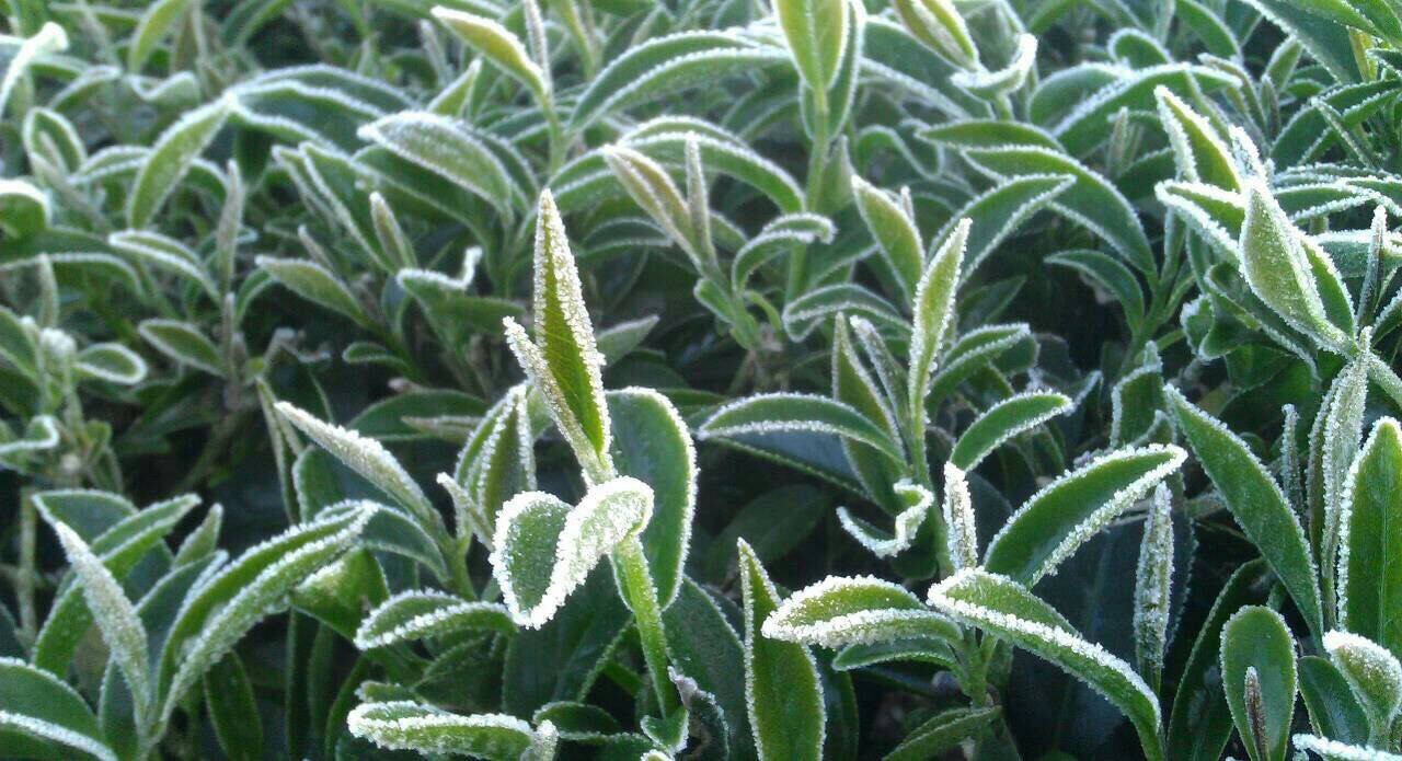 茶園降霜後茶芽結霜狀況-早春茶樹嫩葉上形成的霜