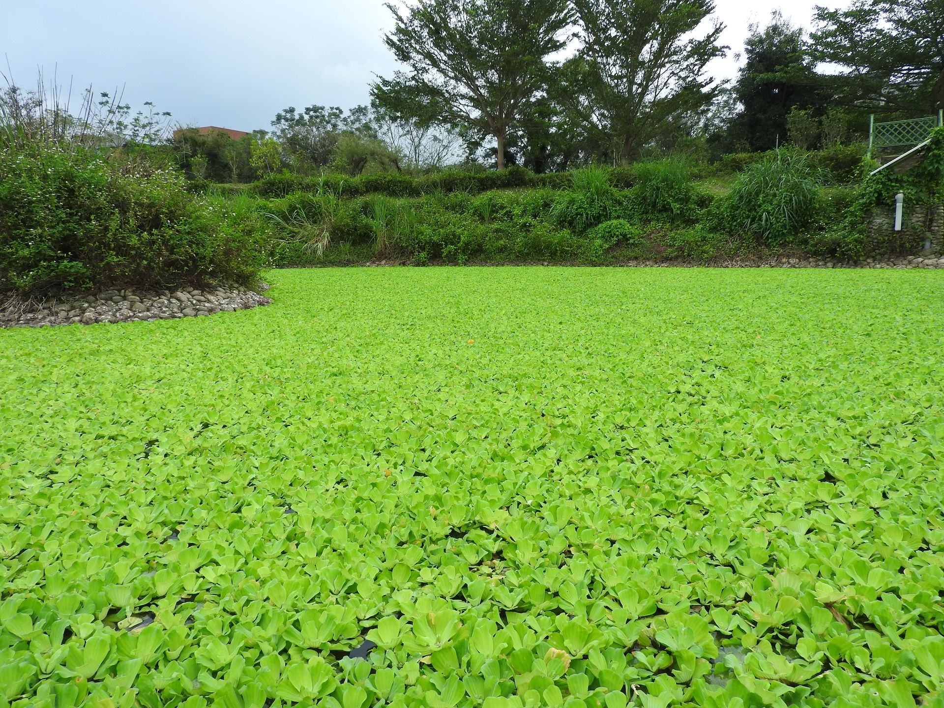 跟浮水性霸凌植物—大萍有關的相片，第2張