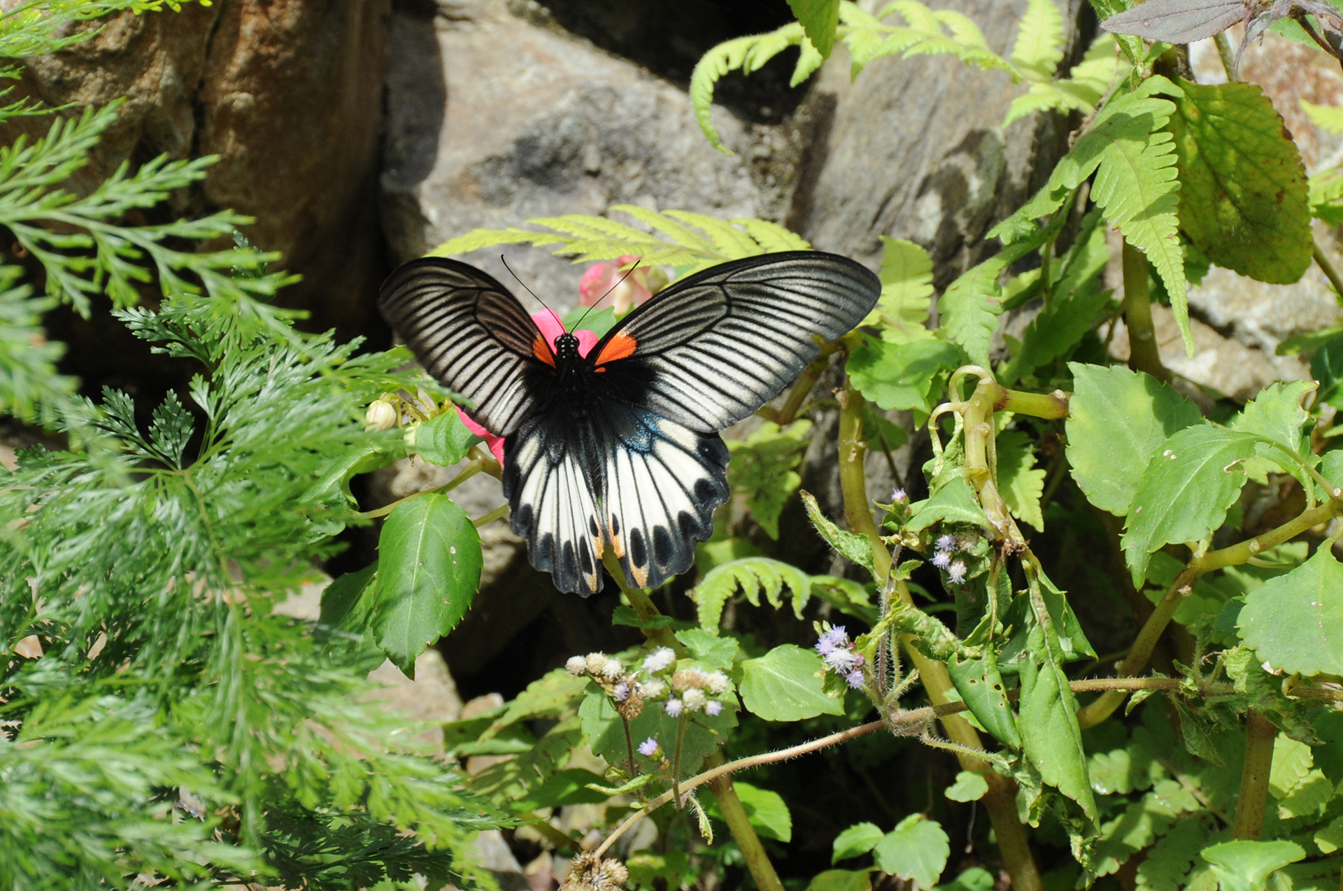 跟埔里的常見鳳蝶科蝴蝶—大鳳蝶有關的相片，第1張