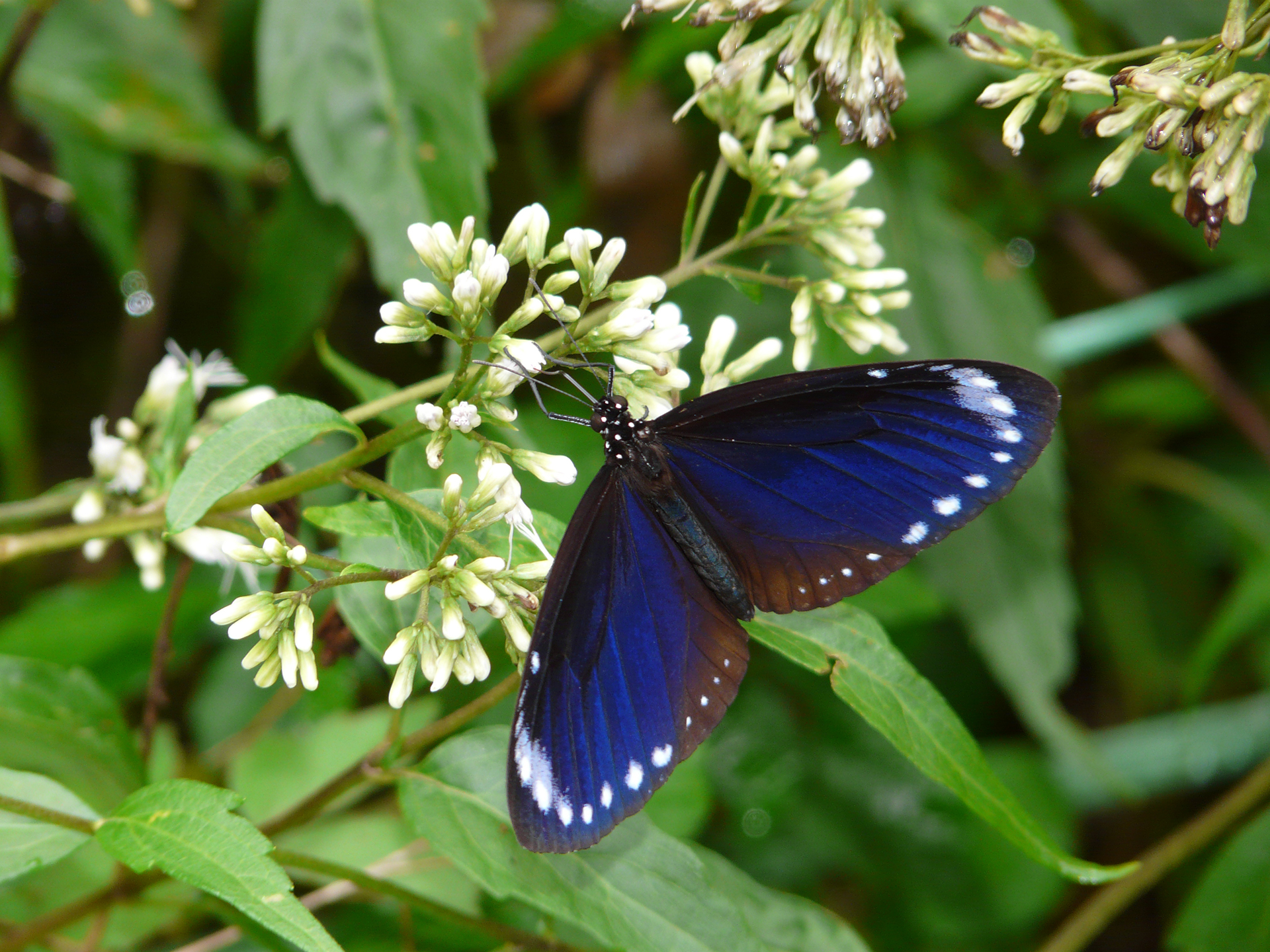 埔里數量最多的蛺蝶科蝴蝶—小紫斑蝶
