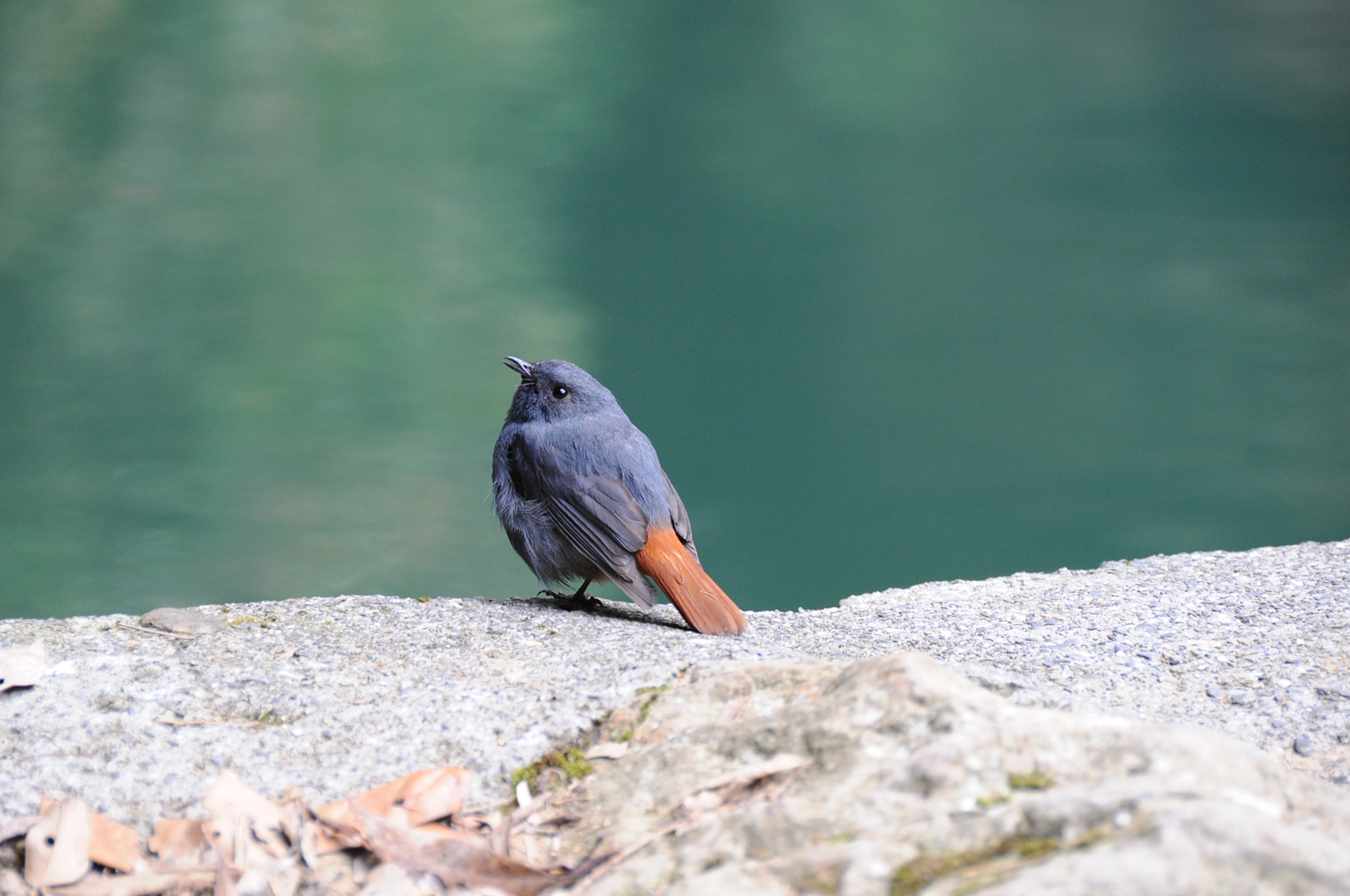 埔里最常見的溪鳥—鉛色水鶇