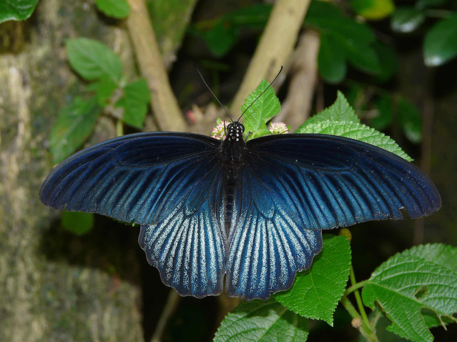 跟埔里的常見鳳蝶科蝴蝶—大鳳蝶有關的相片，第2張