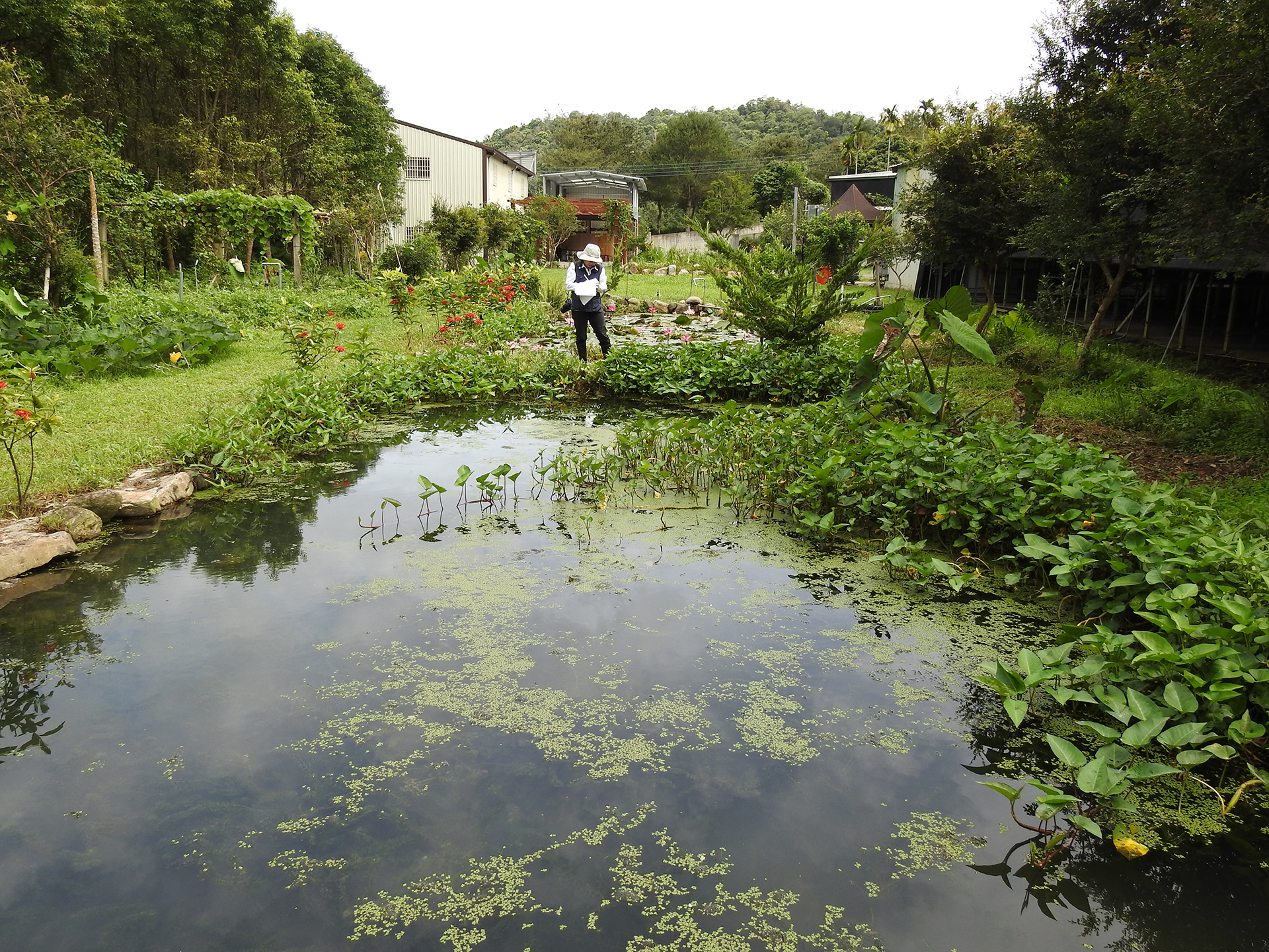 跟一新里的台灣白魚避難池有關的相片，第1張