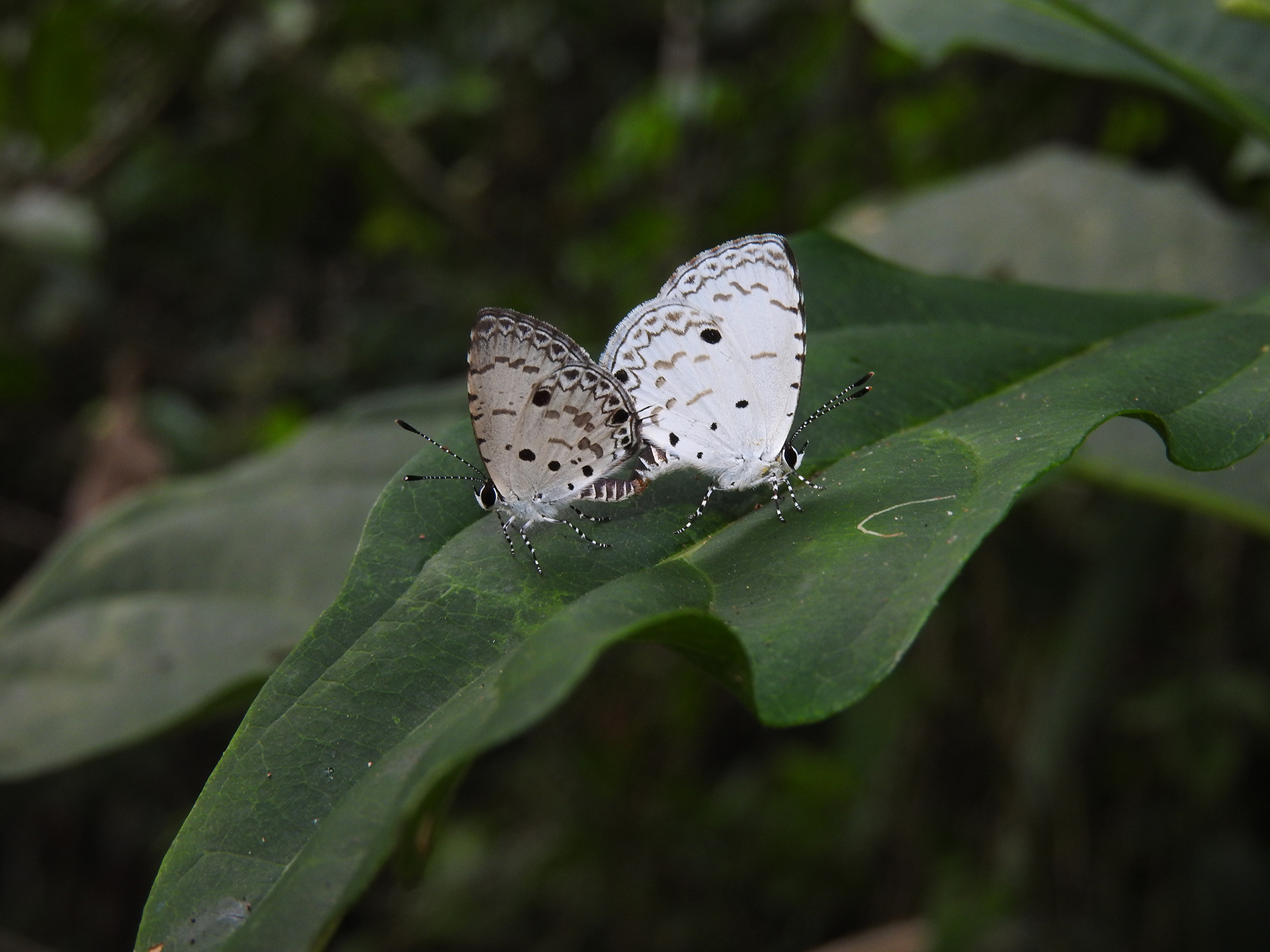 埔里數量最多的灰蝶科蝴蝶—台灣黑星小灰蝶