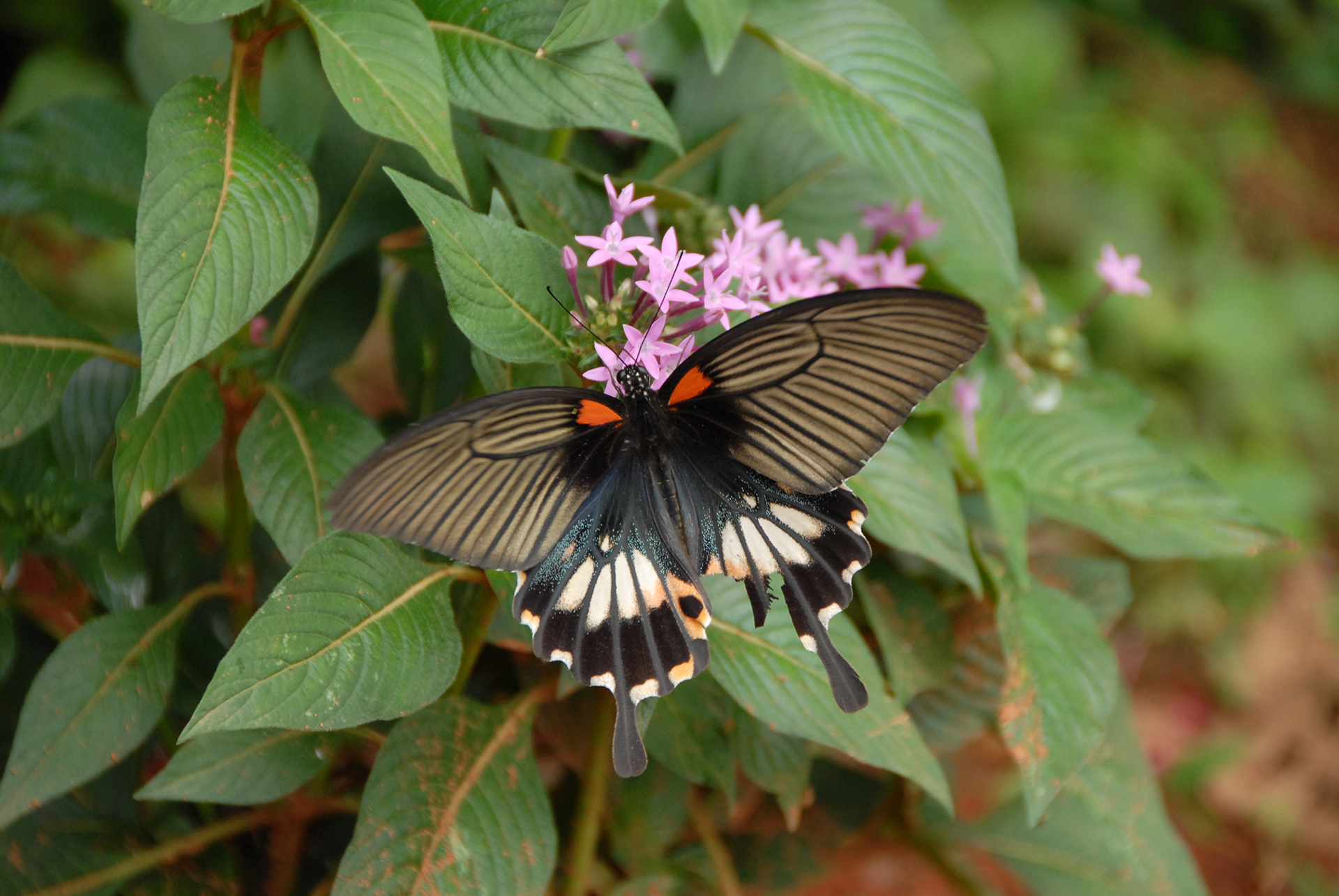 跟埔里的常見鳳蝶科蝴蝶—大鳳蝶有關的相片，共3張