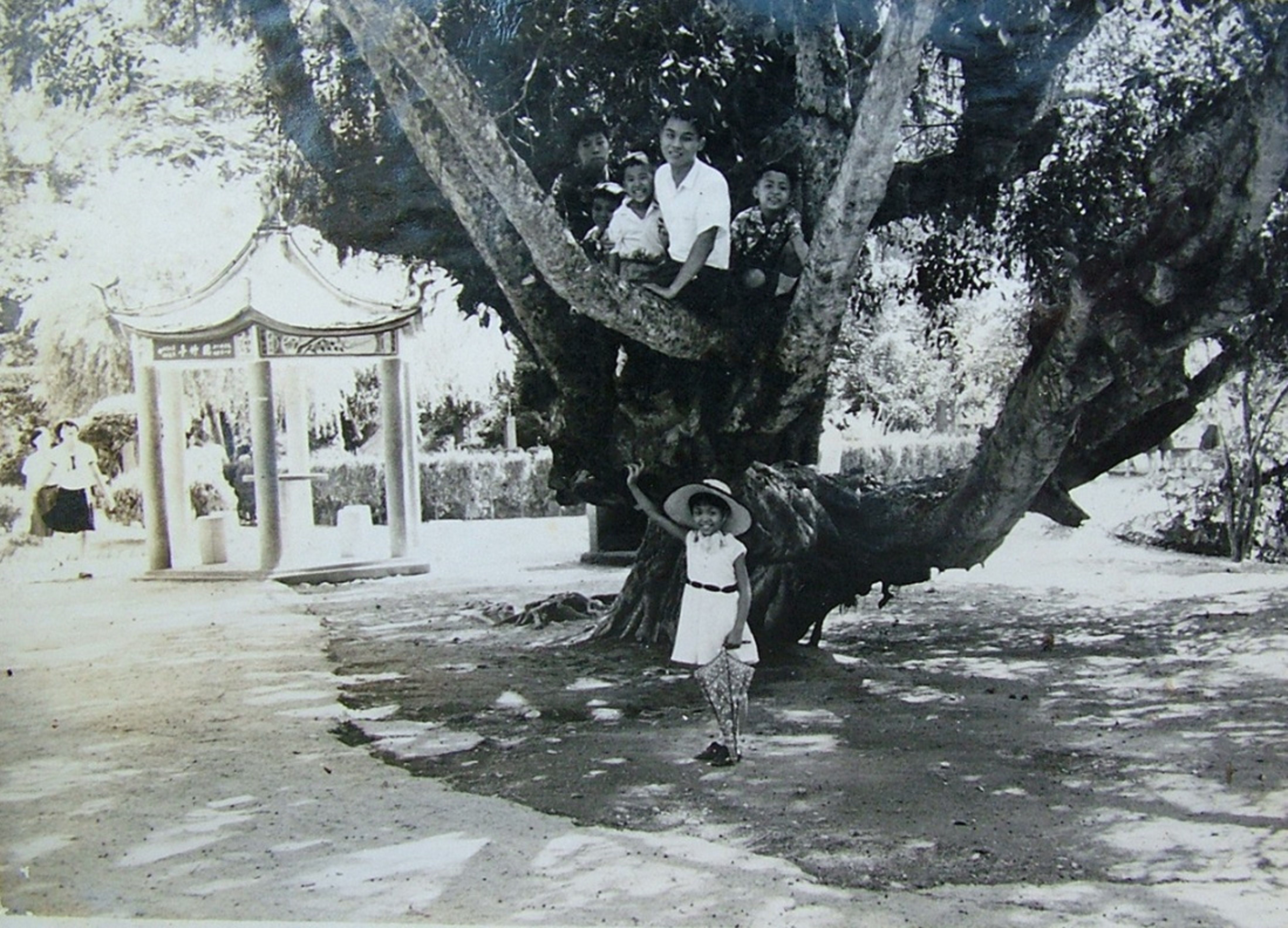 民國53年（1964）花壇虎山巖前的老榕樹及兩隻老虎