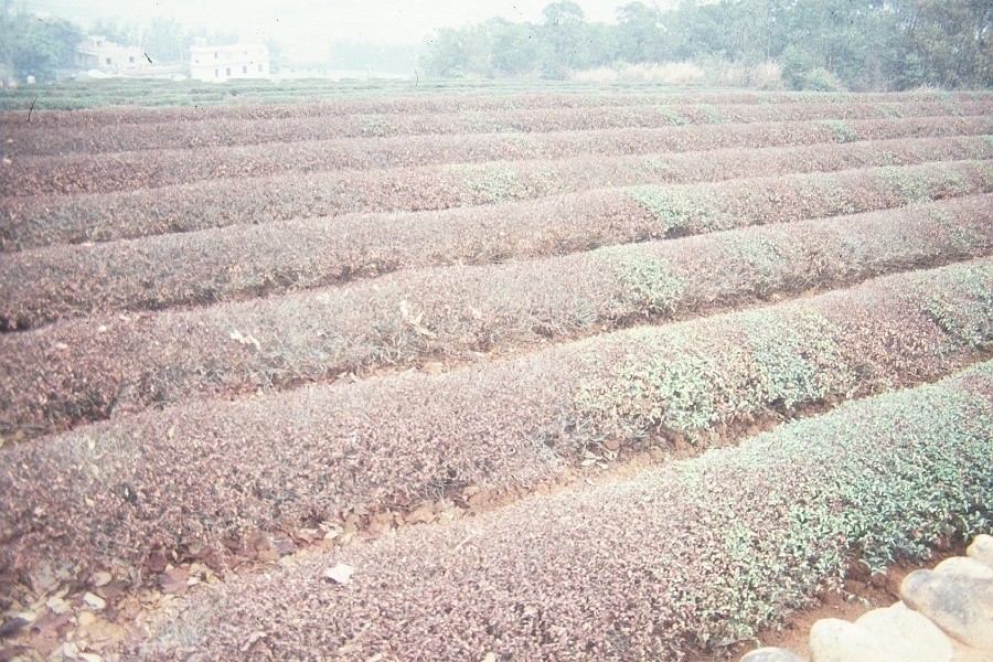 茶園灌溉的重要性-茶園旱害